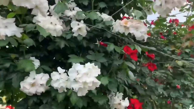 Secret Garden Rose 🥀 | J.Y VLOG смотреть онлайн
