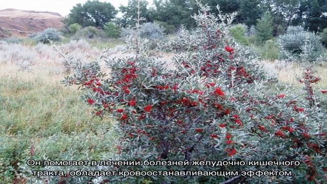 Шефердия серебристая обеспечит ваш дом витаминами и красотой