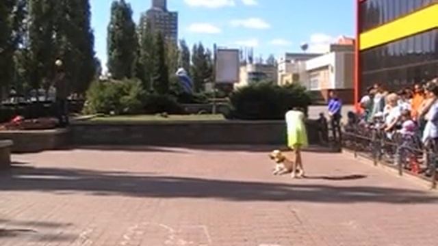 Прекрасное лето, танец с собакой (фристайл) смотреть онлайн