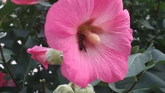 Мальва цветет в Анапе. Июль 2021 смотреть онлайн