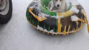 Воспитание щенка лайки для охоты / ЗСЛ/два месяца