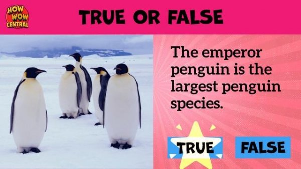 TRUE or FALSE Quiz - True or False Quiz - General Knowledge Trivia Questions | Fun Party Games