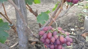 Виноград Бонус. (Калугин.В.М)