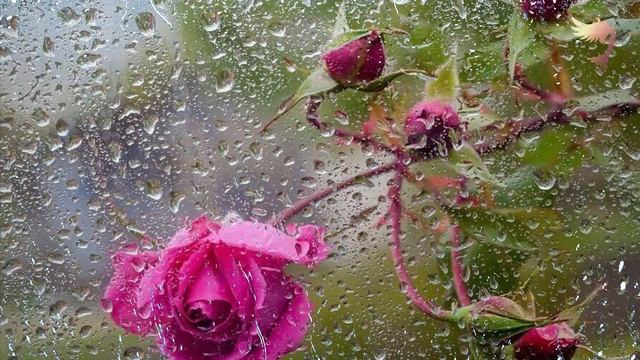 Исцеление Любовью ♥ Трансцендентальная медитация смотреть онлайн