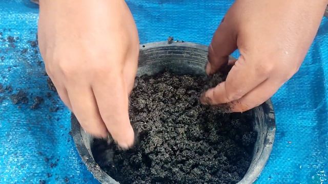 How to grow jackfruit tree with aloe vera by cutting. смотреть онлайн