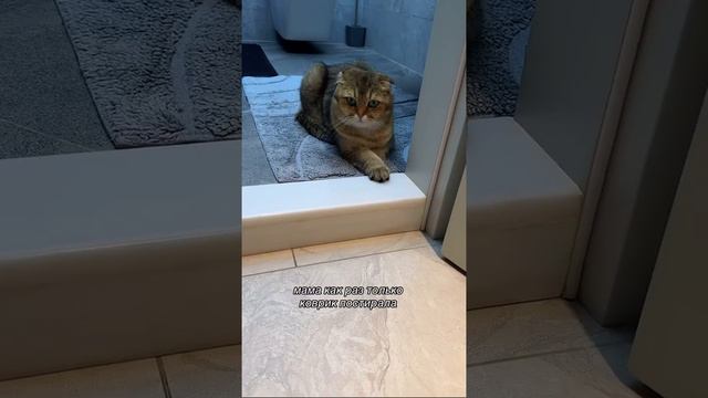 Пушистый влог Гуччи🐈 смотреть онлайн