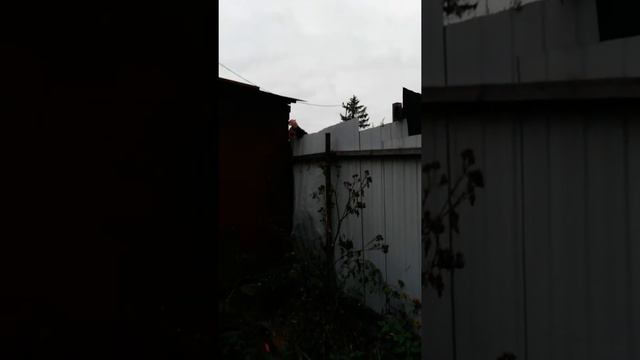Мужику в Троицке 2 г бездомные кошки жить не дают: срут в гараже,обещал пристрелить(не вошло) смотреть онлайн