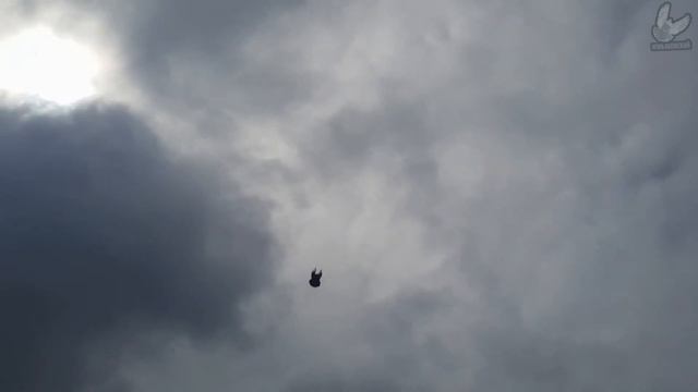 Николаевские голуби Виктора Кременского. Продолжение следует. Рубежное Луганская область смотреть онлайн