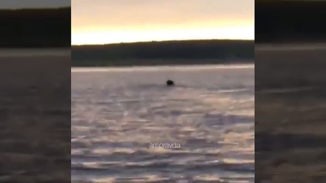 Жители Берегового помогли годовалому медвежонку доплыть до берега смотреть онлайн