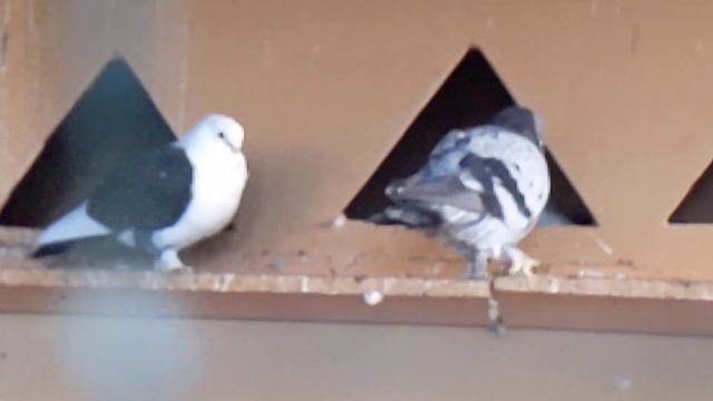 голуби в Турции, отель Mysea Injekum с голубятней! смотреть онлайн