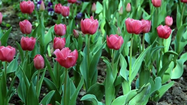 28 апреля - Время познания тайны. Одно действие может забрать удачу | Лунный Календарь смотреть онлайн