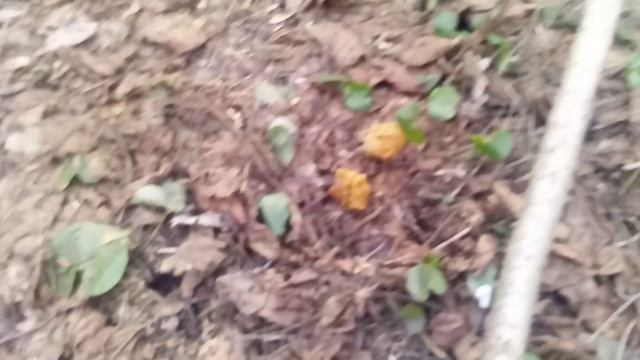 Гигантские строчки