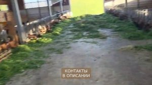 Лучшая молочная порода коз - Альпийская! Высокоудойные Альпийские козы в России!