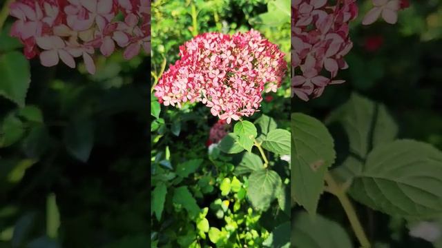 Розовая древовидная смотреть онлайн