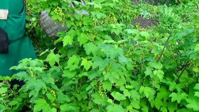 Сделайте ТАК, - и урожай смородины и крыжовника РЕАЛЬНО Вас порадует!! смотреть онлайн