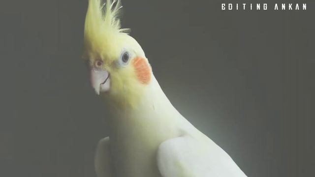 COCK TAL STATUS VIDEO❤❤ смотреть онлайн