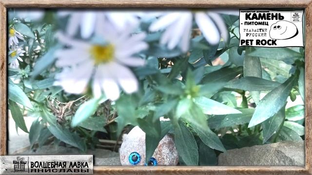 Домашний КАМЕНЬ питомец Глазастый РУССКИЙ PET ROCK смотреть онлайн