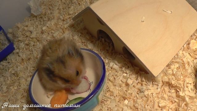 Хомяк - Life 1 | жизнь хомяка - сирийский хомяк Карамелька | тайная жизнь домашних животных смотреть онлайн