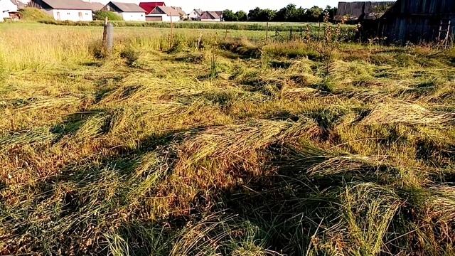 Бензокоса SKIPER не подвела. Покос травы возле дома. смотреть онлайн