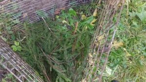 Укрытие саженцев актинидии.Защита актинидии от кошек ,грызунов и заморозков.