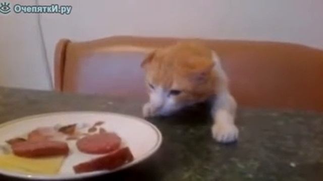 Кот и колбаса смотреть онлайн