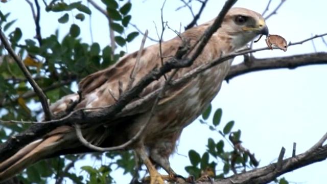 Мохноногий Курганник смотреть онлайн