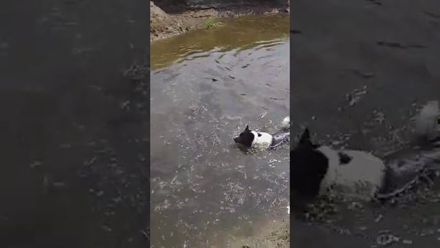 лайка русско европейская. кучум 8 месяцев продолжаем развиваться смотреть онлайн