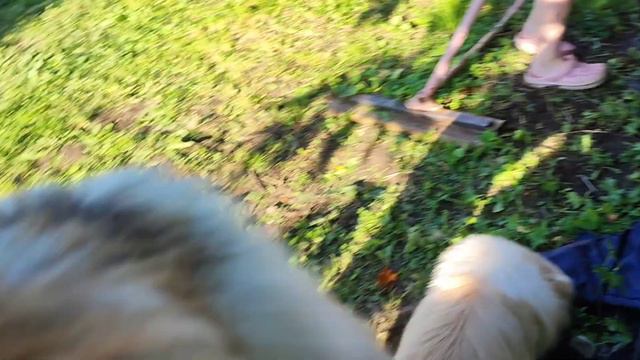 ❤ДДД| Уборка в вольере| Шарик | Пальма очень скучает, когда меня нет рядом... смотреть онлайн
