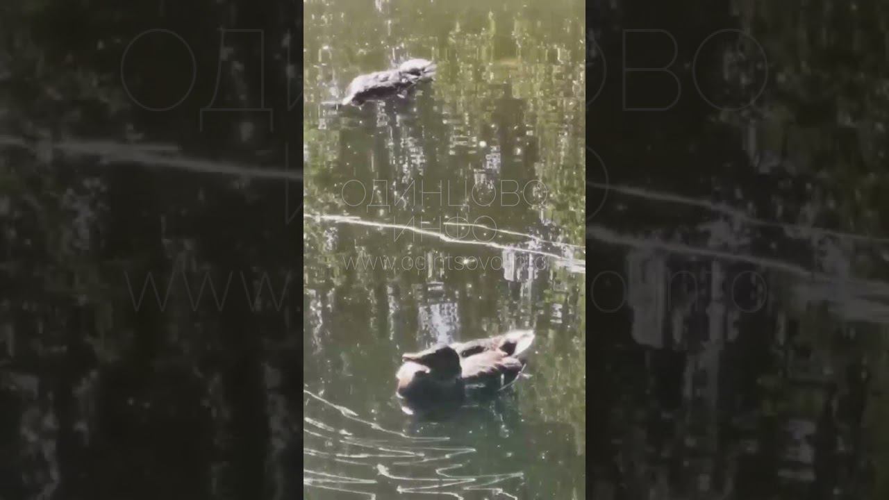 В водоёме деревни Губкино отравили уток смотреть онлайн