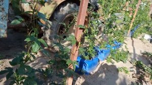 "Маракуйя Северная" радует в этом году.