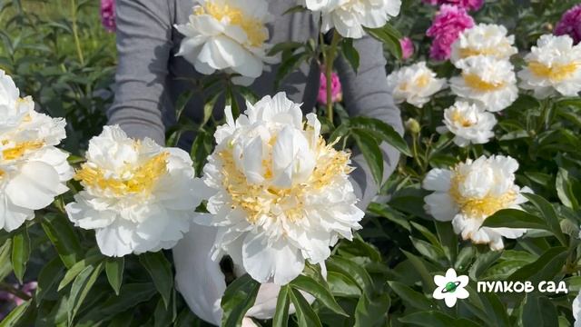 Cheddar Surprise peony. Чеддер Сюрпрайз пион. Пулков сад смотреть онлайн