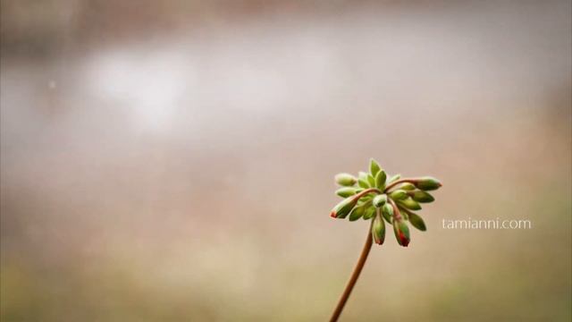 Time-lapse with Nikon D40, 7 days with o2 смотреть онлайн