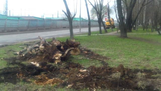 ВЫРУБКА деревьев по ул. Аносова. ЧАСТЬ-1. Дата: 19-04-2016 смотреть онлайн