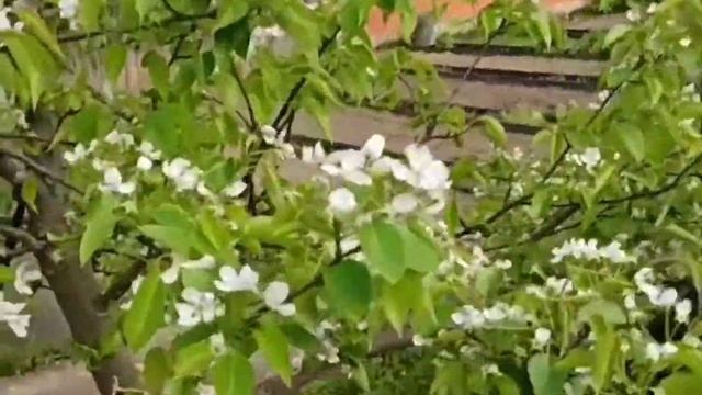 Самый Красивый сад Маскве 2020 г. смотреть онлайн