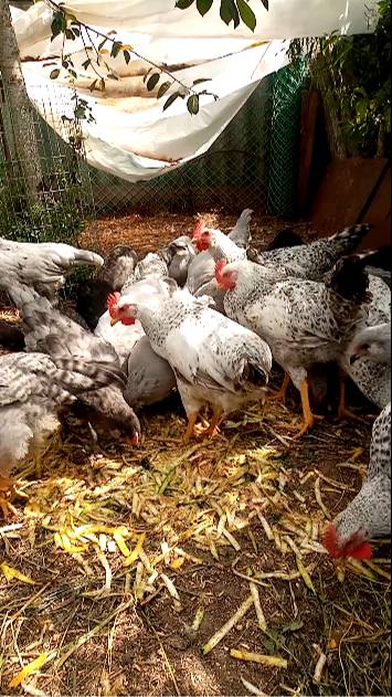 Самый ДЕШЕВЫЙ корм для кур. смотреть онлайн