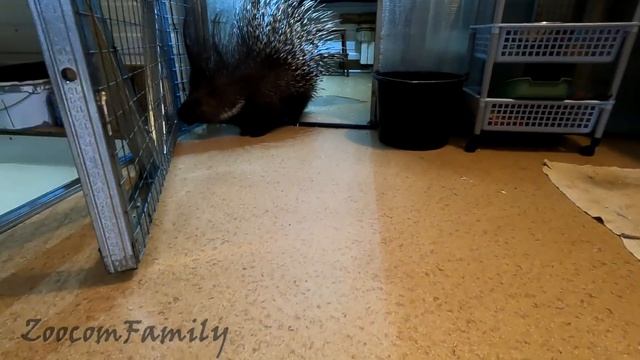 Дикобраз Пушина вернулась с дачи и проверяет что я успел испортить. Porcupine in the house смотреть онлайн