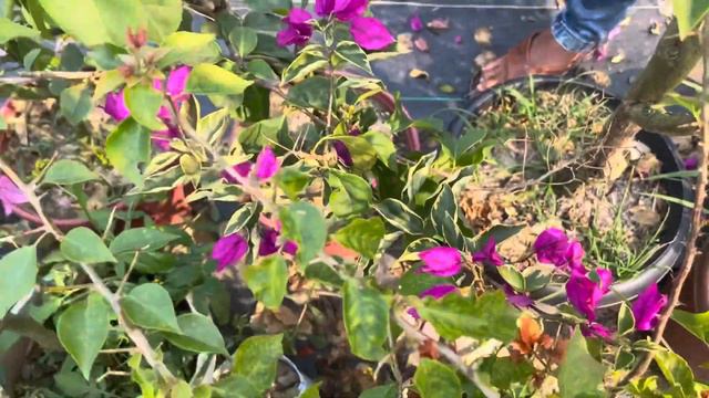 এগুলি জেনে গেলে আর ঠকবেন না। নিজে বুঝে সিদ্ধান্ত নিতে পারবেন। #viral #gardening #bougainvillea смотреть онлайн