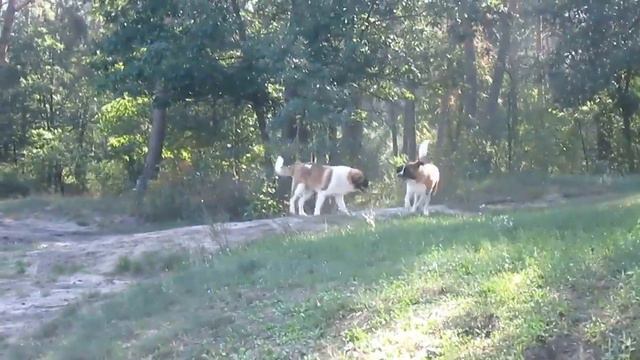 Московская Сторожевая щенки питомник КОРОЛЕВСКИЙ СТРАЖ 1 смотреть онлайн