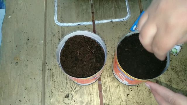 Лук порей сею на рассаду