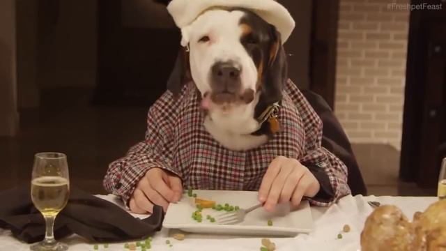 Собаки и кот за столом на Рождество смотреть онлайн