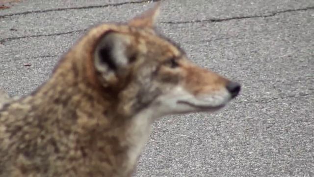 Coyote at Griffith Park - Los Angeles, CA смотреть онлайн