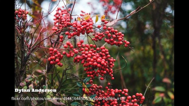 Fuji X-T3 Camera Sample Images [ Photo Gallery ] classic and action photography смотреть онлайн