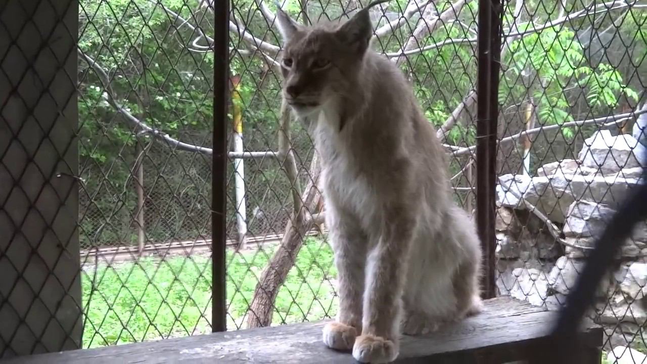 Offtop: Семейство рысей смотреть онлайн