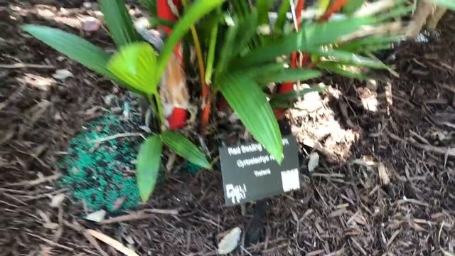 Hollywood Garden Tour Rare Plants Thai Constellation Anthurium Alocasia PT 1 смотреть онлайн