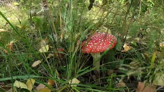 MVI 1781 смотреть онлайн