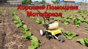 Мотофреза - Прополка и рыхление, отличный помощник на огороде.