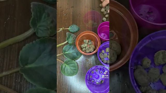 фиалки смотреть онлайн