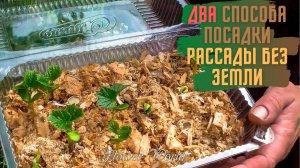 Два способа посадки рассады без земли.🧐