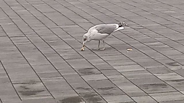 Аэропорт "Храброво", 28 октября 2023 года. смотреть онлайн