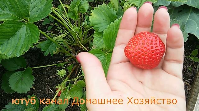 Земляника в СИБИРИ//САЛЬСА смотреть онлайн